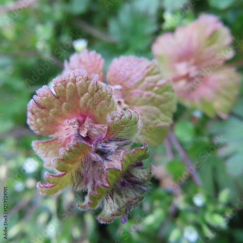 日本で早春にホトケノザが紫色の花を咲かせています photo