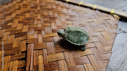 Photos A small green turtle, a pet, is walking on woven bamboo