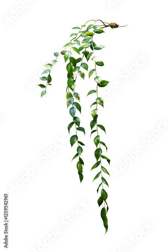 Green leaves plant hanging isolated