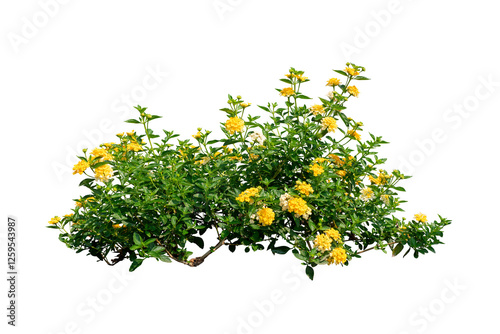 Yellow flower bush isolated