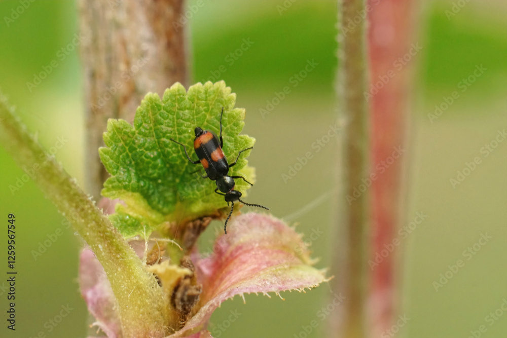 Fototapeta premium Closeup on a tiny , colorful red striped soft winged lower beetle , Anthocomus fasciatus