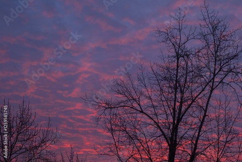Beautiful sunset and silhouettes of trees. Evening landscape.