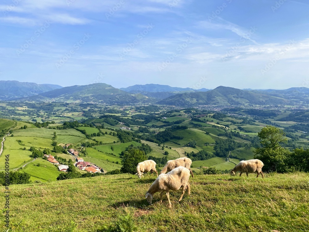 Peaceful Sheep Grazing in the Rolling Hills of the Pyrenees Peaceful Sheep Grazing in the Rolling Hills of the Pyrenees