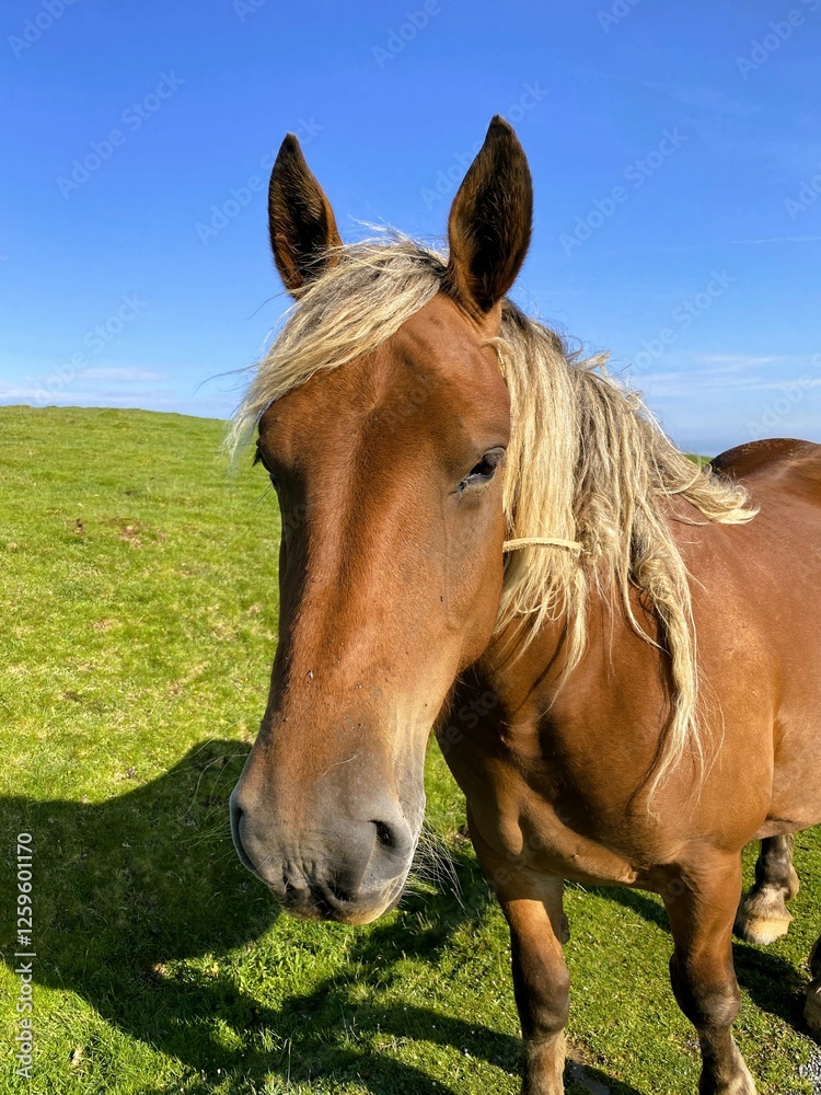 Obraz premium Close-up portrait of a brown horse in the Pyrenees Mountains