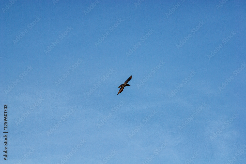 Southern Urals, a raven (Corvus corax) in flight against the sky. Southern Urals, a raven (Corvus corax) in flight against the sky.