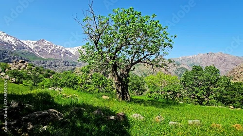 Wandering through the mountainous nature of Hawraman Takht brings endless peace and joy — where every step feels like a journey into pure serenity.
📍 Bolbar , Zhivar - Hawraman Takht 