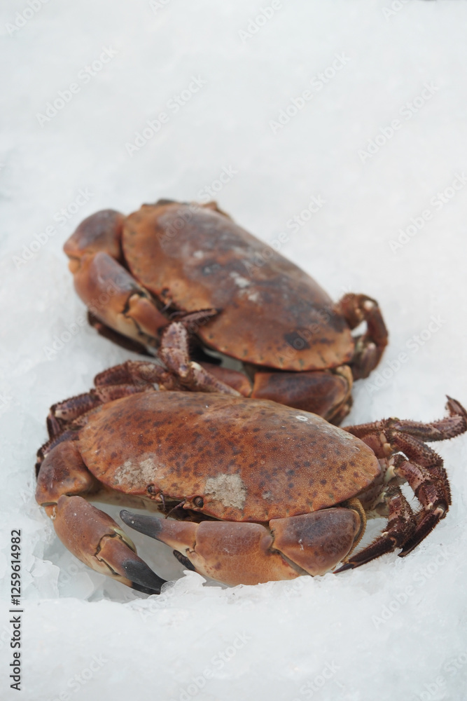 Fresh crabs resting on ice at a seafood market in winter Fresh crabs resting on ice at a seafood market in winter