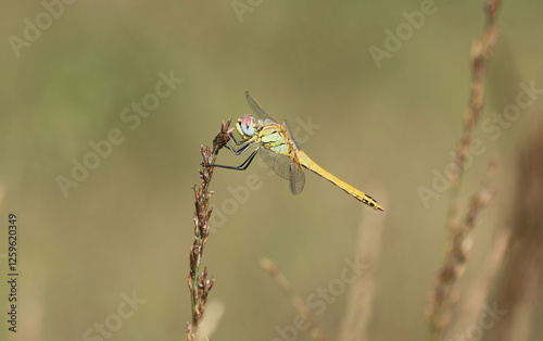 Frühe Heidelibelle - Red-veined Darter photo