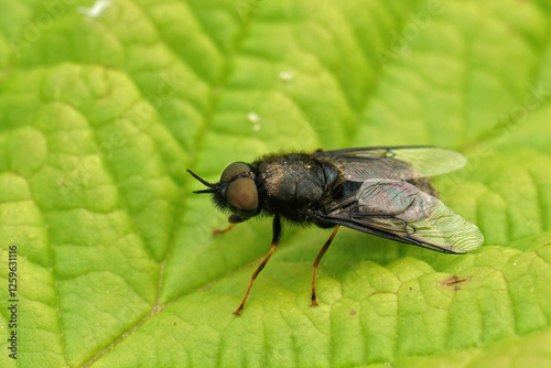 Detailed on a shy male black colonel sodier fly, Odontomyia tigrina sitting on a green leaf