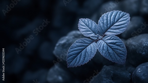 A single blue leaf sprouts amidst dark stones