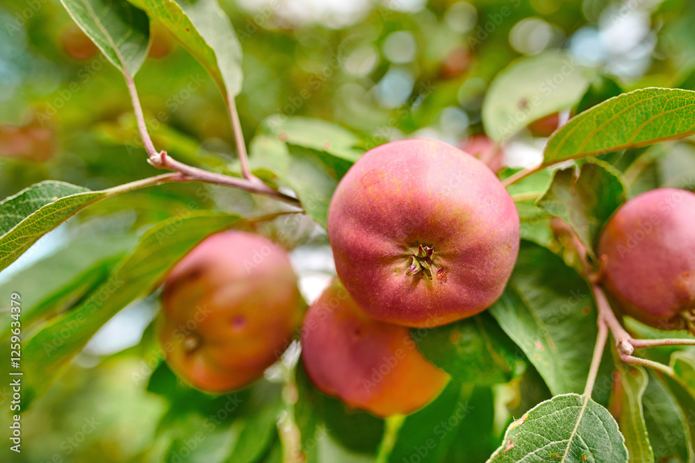 Agriculture, growth and red apples on tree outdoor in orchard for farming or sustainability. Crops, harvest and season with organic fruit in countryside for eco friendly or net zero agribusiness Agriculture, growth and red apples on tree outdoor in orchard for farming or sustainability. Crops, harvest and season with organic fruit in countryside for eco friendly or net zero agribusiness