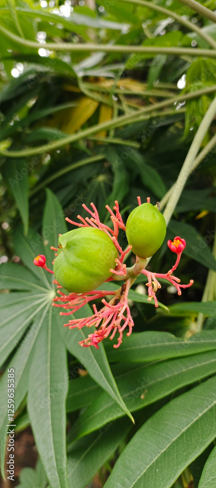 Obraz premium red berries on a branch