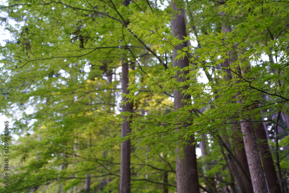 Obraz premium 京都府京都市東山区に鎮座する銀閣寺