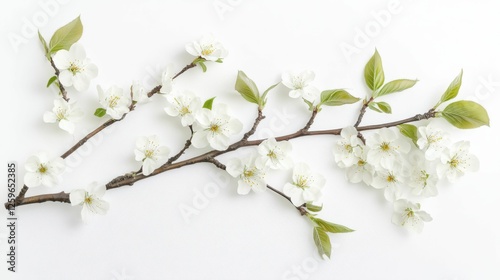 Cherry Blossom Branch on White Background