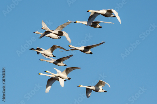 Obraz na płótnie Tundra Swan w salonie
