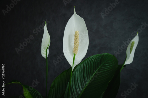 Spathiphyllum flower blooms with white flowers on a dark background