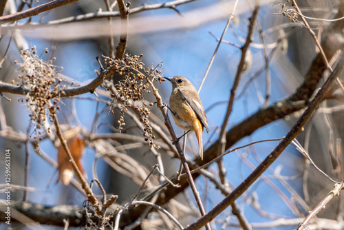 Daurian Redstart photo