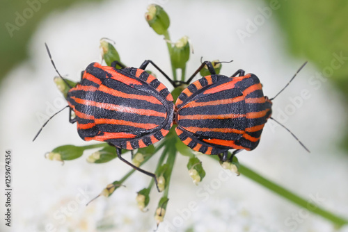 Graphosoma lineatum, commonly known as Striped bug or Minstrel bug, a shield bug from Finland