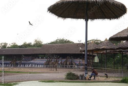 Many giraffes at the open zoo in Bangkok, Thailand, photographed on November 9, 2024. photo