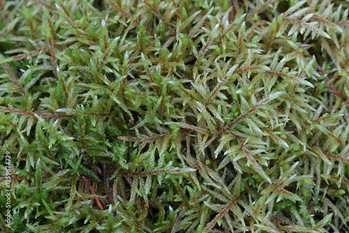 Pleurozium schreberi, the red-stemmed feathermoss or Schreber's big red stem moss
