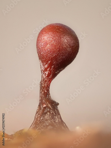 Cuadro en lienzo Trichia botrytis, slime mold from Finland, microscope image of sporangia