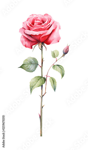 pink rose isolated on white