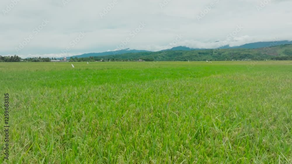 Aerial view of vast and beautiful rice fields in Indonesia Aerial view of vast and beautiful rice fields in Indonesia