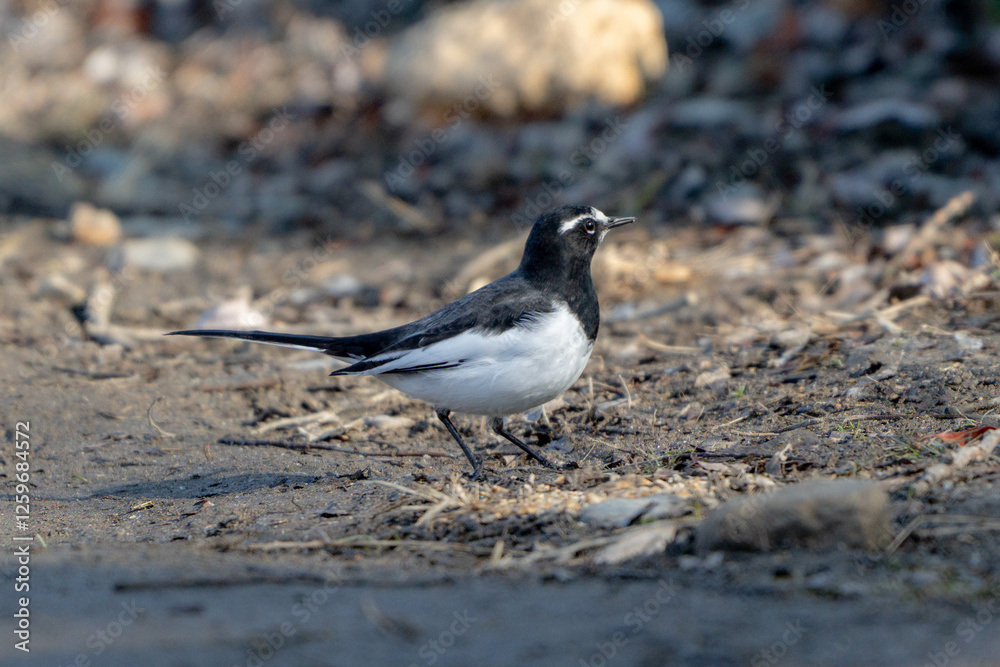 Japanese Wagtail Japanese Wagtail