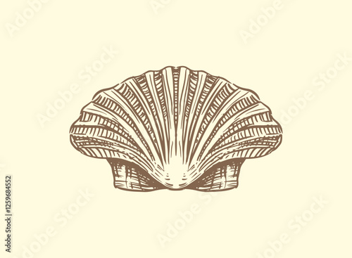 Illustration of an Nautical Handdrawn Shell