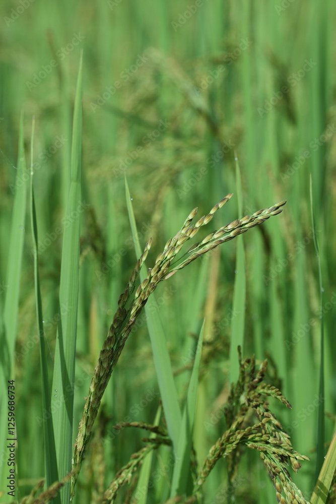 close up of wheat ears close up of wheat ears