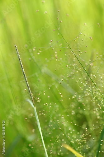 dew on the grass