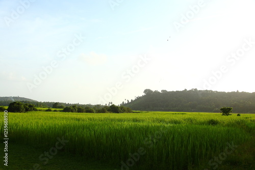 landscape with green grass and blue sky
