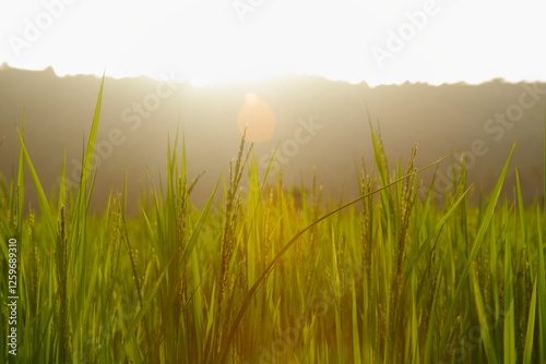 morning fog over the field