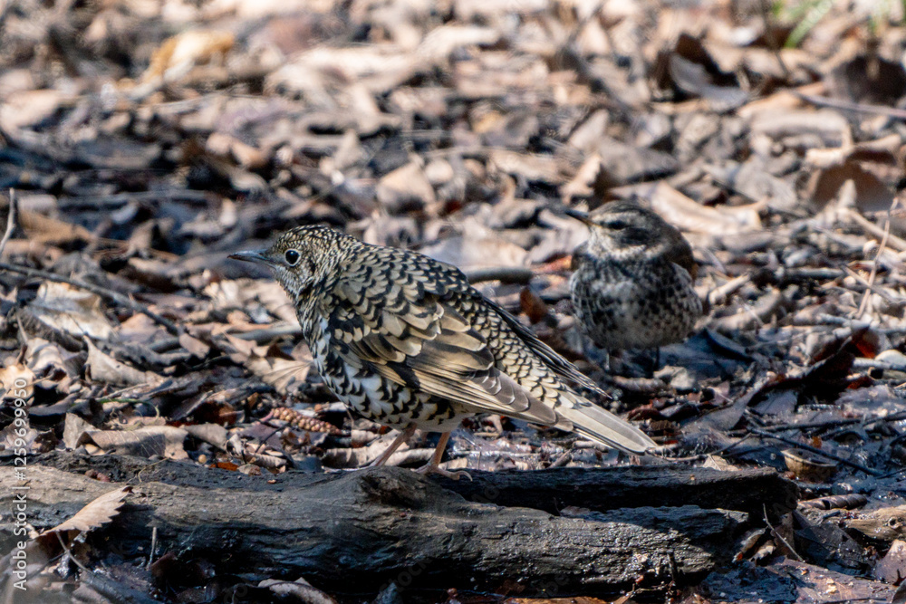 Scaly Thrush Scaly Thrush