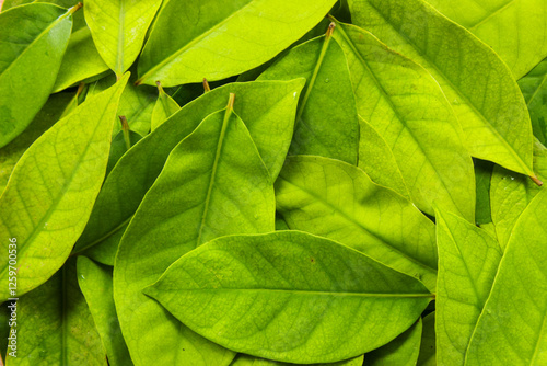 Pile of Syzygium polyanthum or Bay Leaf. The leaves traditionally used as a food flavouring. Aromatic leaves. Food ingredients. Top view photo