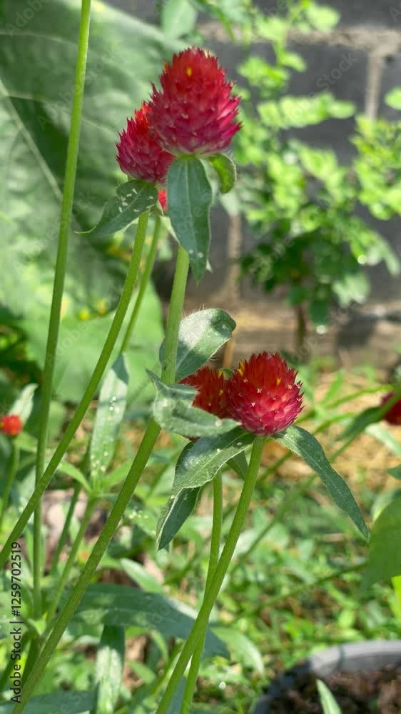 red Globe Amaranth flower blooming in wind blowing red Globe Amaranth flower blooming in wind blowing