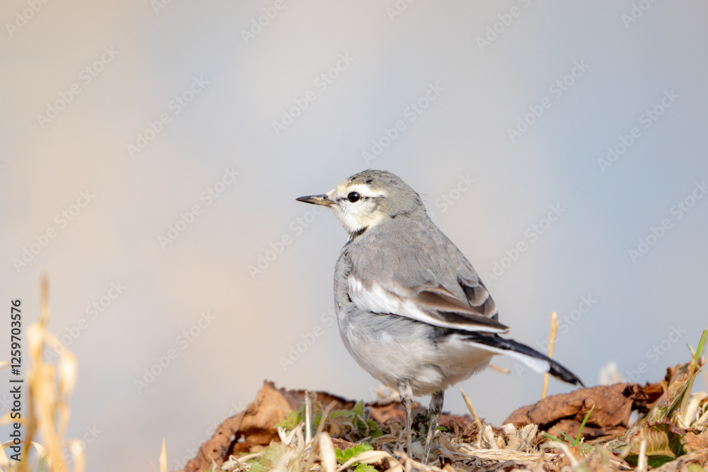 White Wagtail