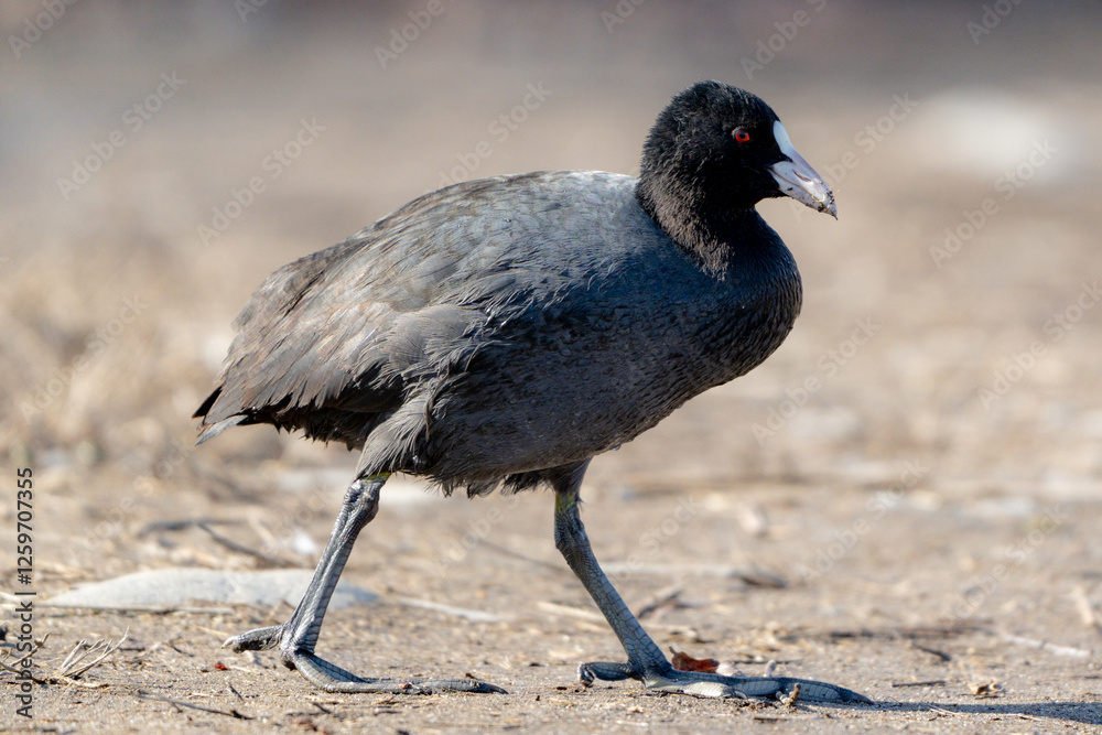 Obraz premium Eurasian Coot