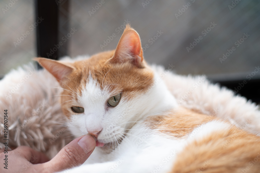かわいい飼い猫を撫でる飼い主 茶トラ白 かわいい飼い猫を撫でる飼い主 茶トラ白