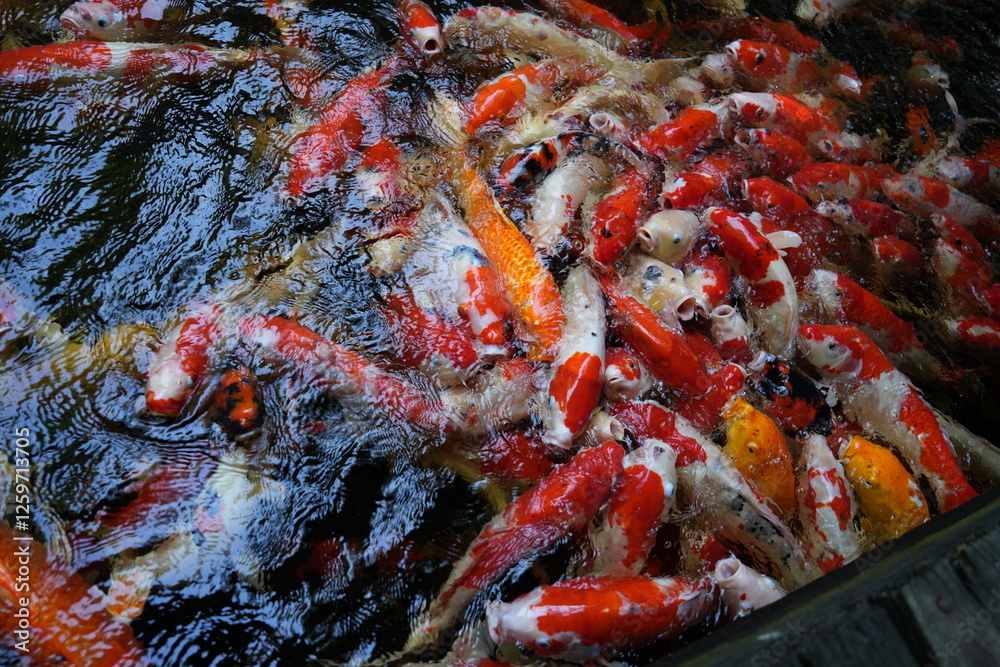 Many koi of different colors in the water are gathering to compete for food. Many koi of different colors in the water are gathering to compete for food.