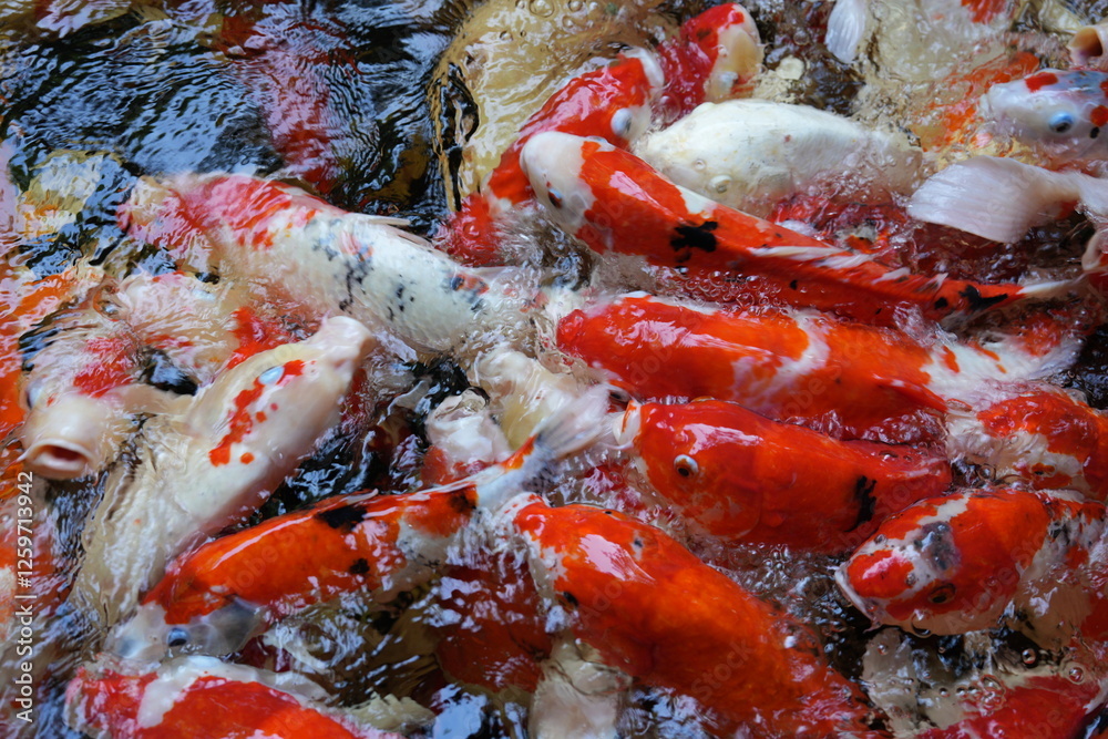 Many koi of different colors in the water are gathering to compete for food. Many koi of different colors in the water are gathering to compete for food.
