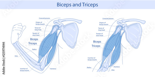 anatomy of biceps and triceps. hand drawn medical illustration.
