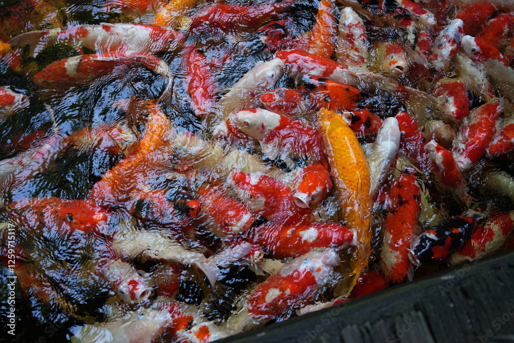 Many koi of different colors in the water are gathering to compete for food. Many koi of different colors in the water are gathering to compete for food.