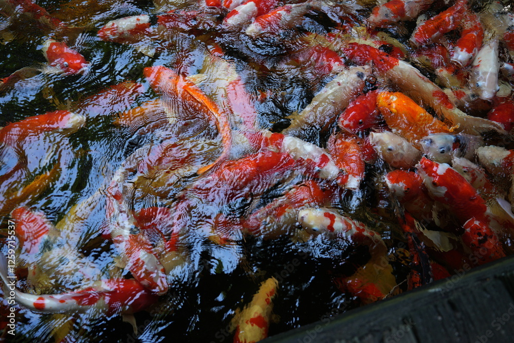 Many koi of different colors in the water are gathering to compete for food. Many koi of different colors in the water are gathering to compete for food.