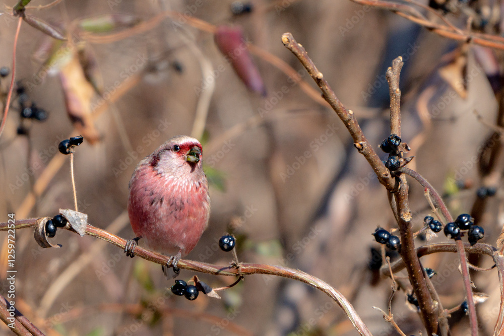 Long-tailed Rosefinch