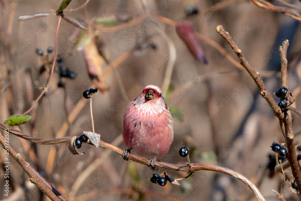 Long-tailed Rosefinch