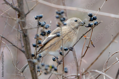Obraz na płótnie Long-tailed Rosefinch w salonie