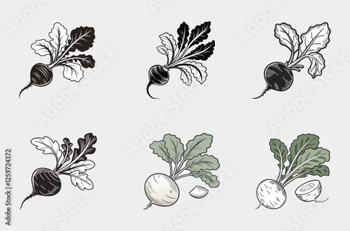 Vintage Beetroot Illustrations Set Collection
