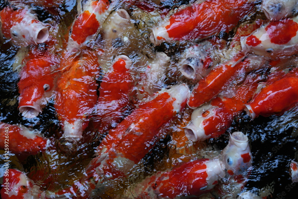 Many koi of different colors in the water are gathering to compete for food. Many koi of different colors in the water are gathering to compete for food.