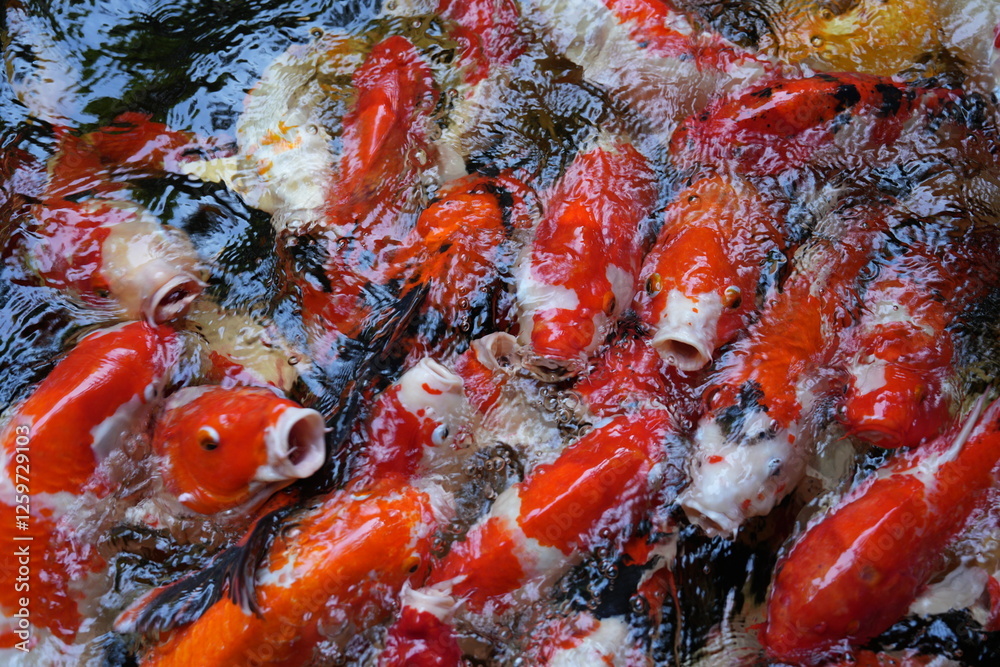 Many koi of different colors in the water are gathering to compete for food. Many koi of different colors in the water are gathering to compete for food.